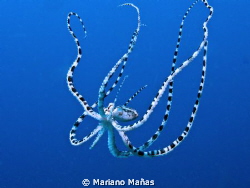 Mimic octopus by Mariano Mañas 